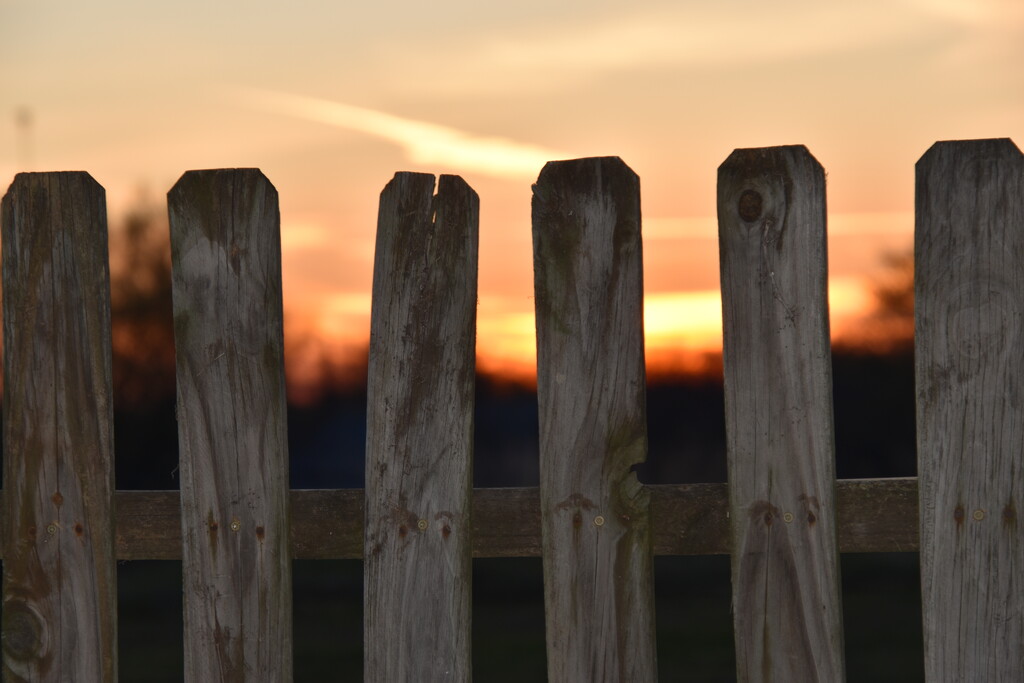 Focused on the Fence by genealogygenie