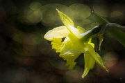 12th Apr 2023 - Daffodil ala Bokeh