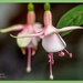 Fuchsia by carolmw