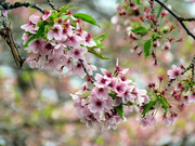 1st May 2023 - Tree Blossoms