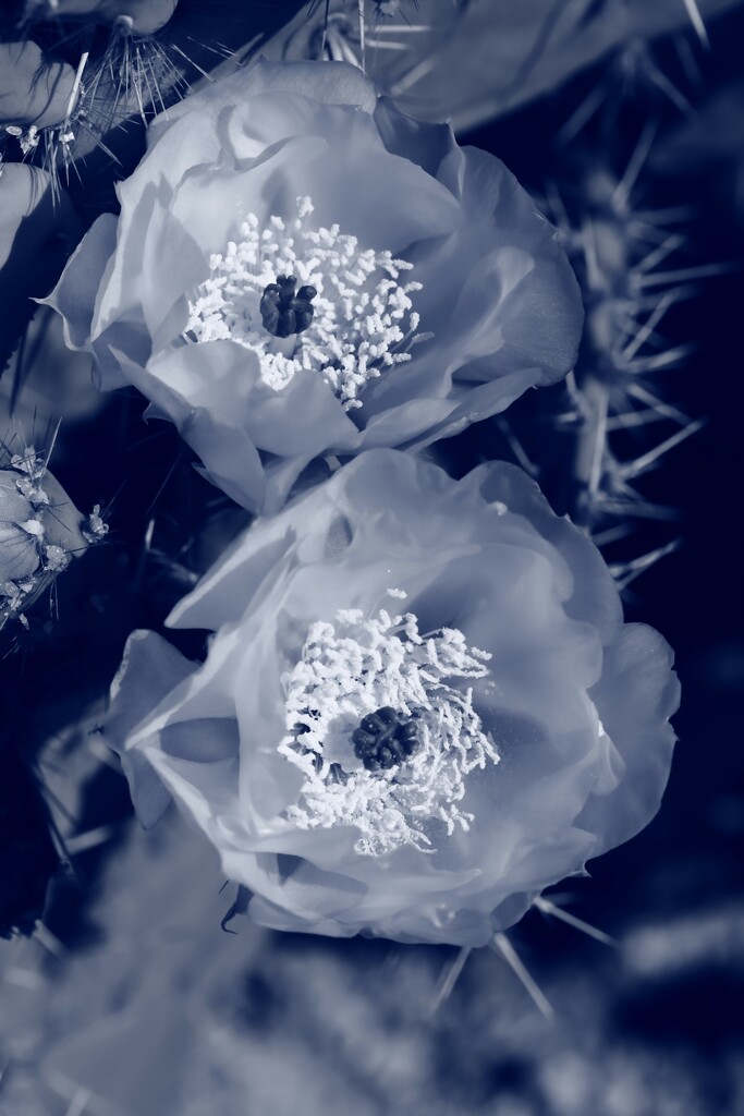 prickly pear blooms by blueberry1222
