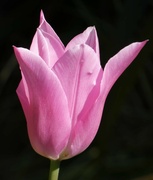 1st May 2023 - Pink Tulip