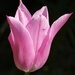 Pink Tulip by fishers