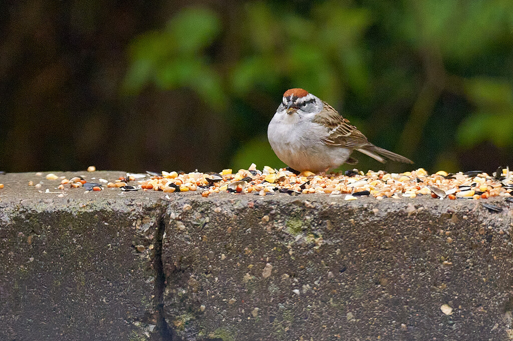Chipping Sparrow Half and Half by gardencat