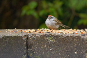 1st May 2023 - Chipping Sparrow Half and Half