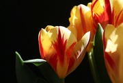 1st May 2023 - Original Flame Tulips