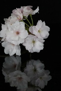 14th Apr 2023 - Cherry Blossom