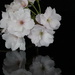 Cherry Blossom by philm666