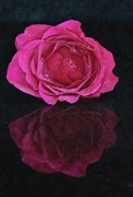 15th Apr 2023 - Reflection of a Rose