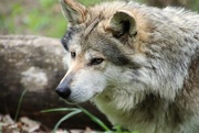 1st May 2023 - Mexican Gray Wolf