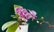 18th Apr 2023 - Orchid