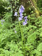 28th Apr 2023 - Bluebell in the Woods