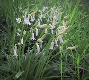 2nd May 2023 - White Bluebells 