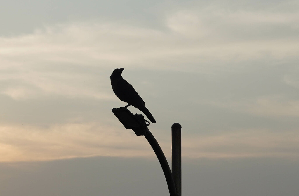 Crow by sudo