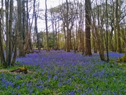 1st May 2023 - A Woodland Carpet of Indigo Blue