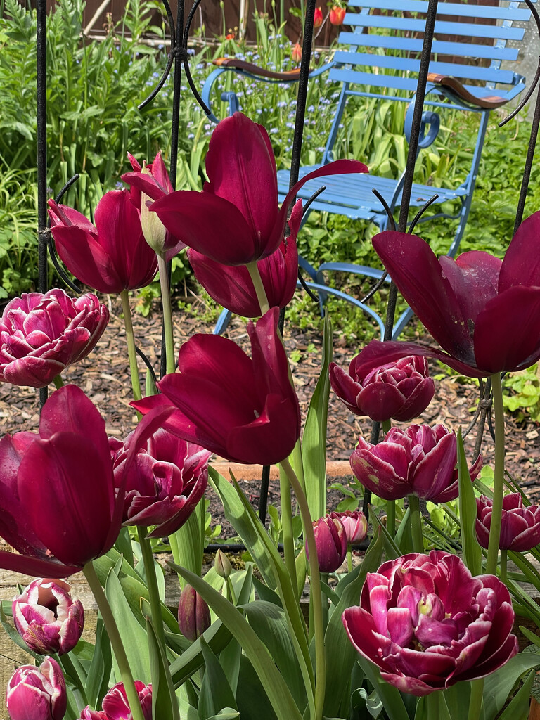 Tulips in the Garden by 365projectmaxine