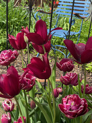 1st May 2023 - Tulips in the Garden