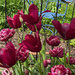 Tulips in the Garden by 365projectmaxine