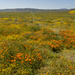 Antelope Valley 1 by jgpittenger