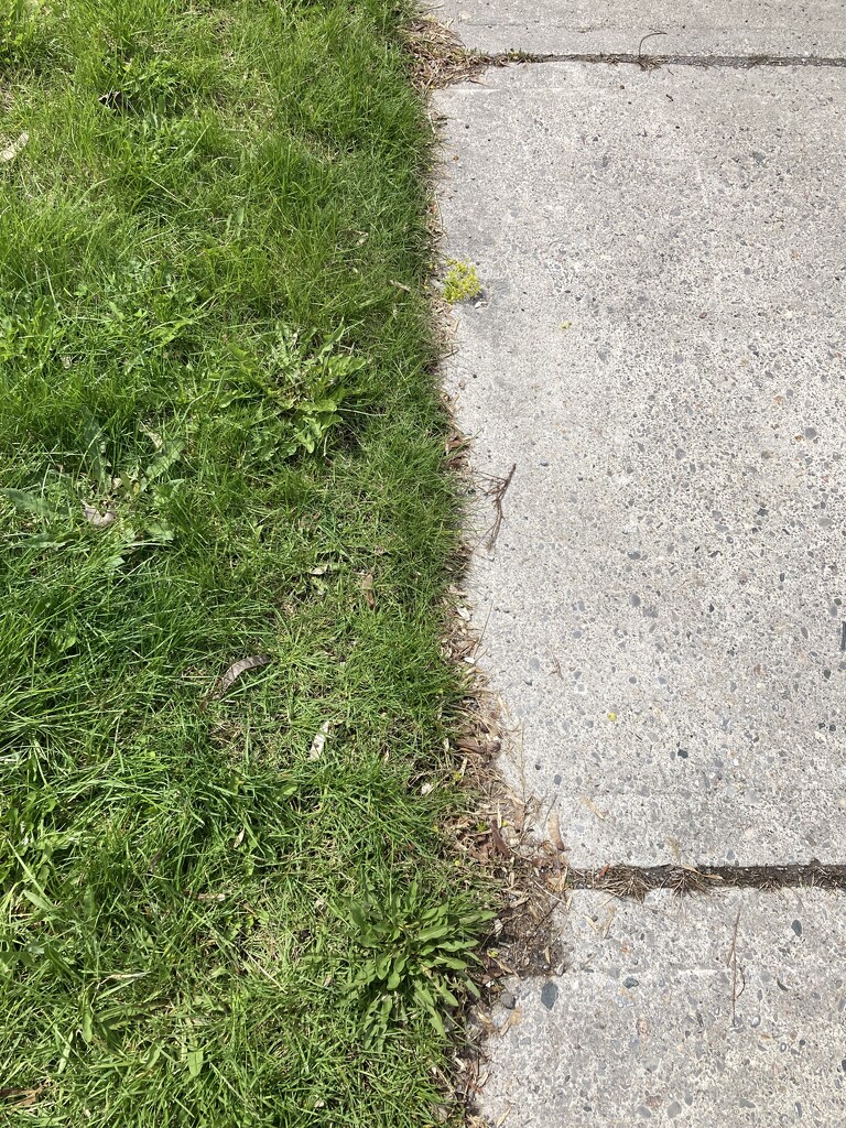 Half Lawn Half Sidewalk  by spanishliz