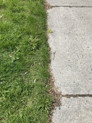 1st May 2023 - Half Lawn Half Sidewalk 