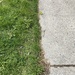 Half Lawn Half Sidewalk  by spanishliz