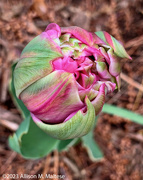 1st May 2023 - Tulip to Be