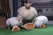 30th Apr 2023 - Ewe and Lambs