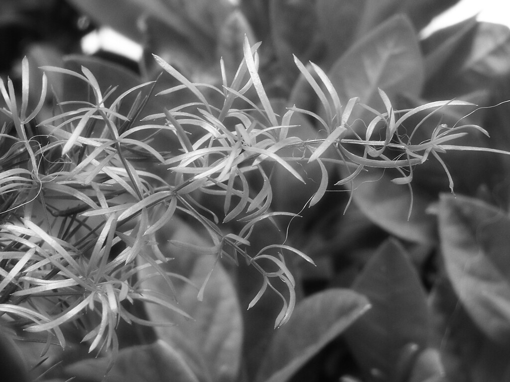 Asparagus fern and gardenia leaves... by marlboromaam