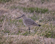 28th Apr 2023 - willet