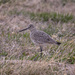 willet by aecasey