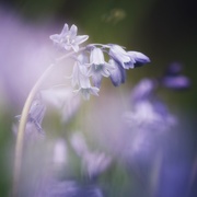 1st May 2023 - ~~spanish bluebell~~