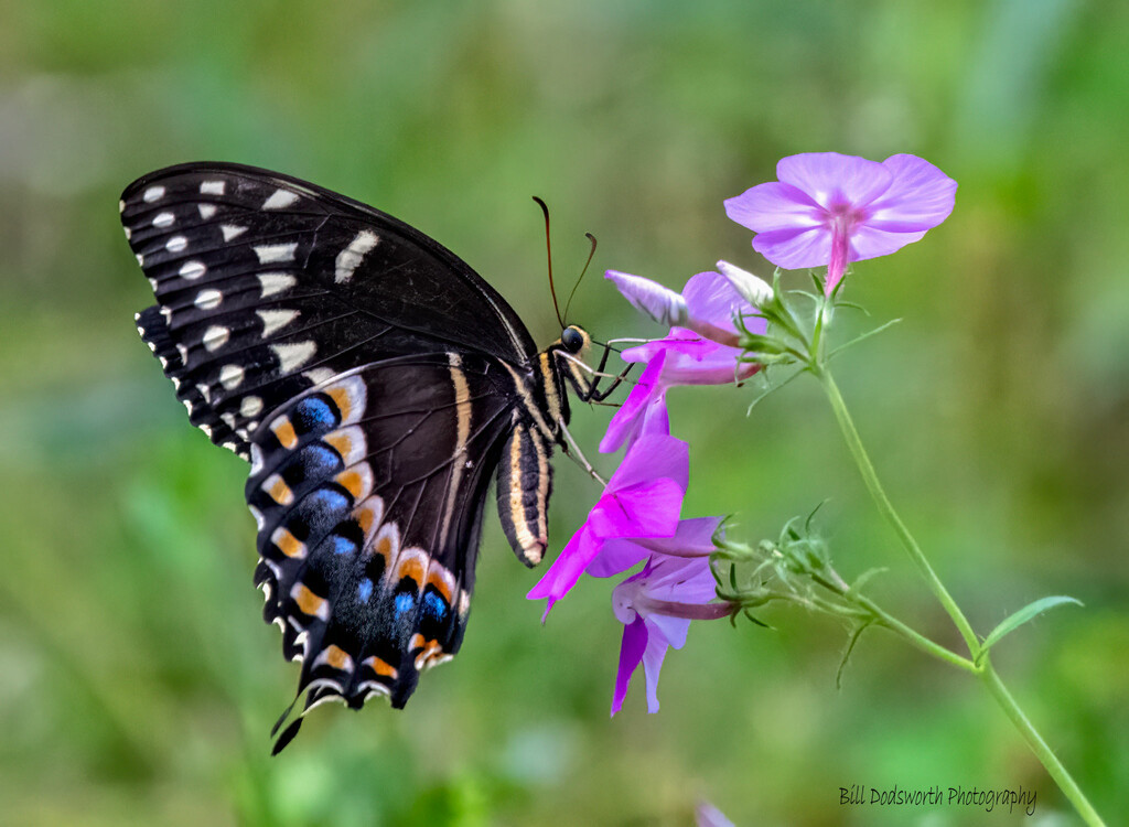 Palamedes Swallowtail Butterfly by photographycrazy