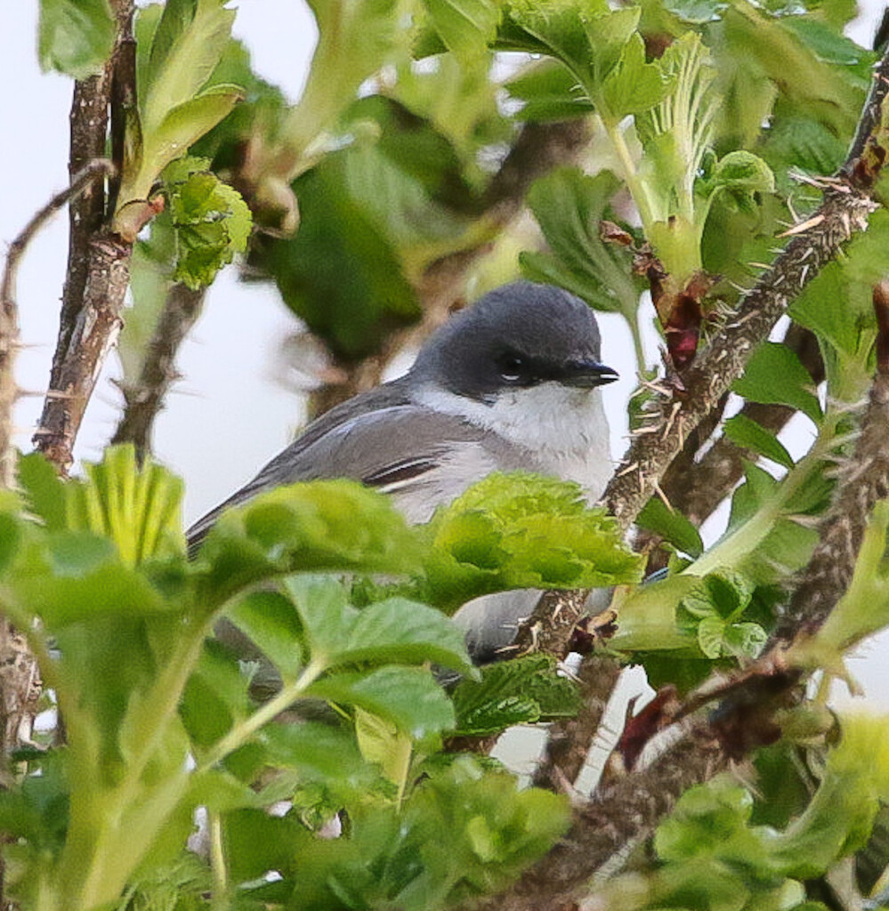 Lesser Whitethroat by lifeat60degrees