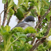 Lesser Whitethroat by lifeat60degrees