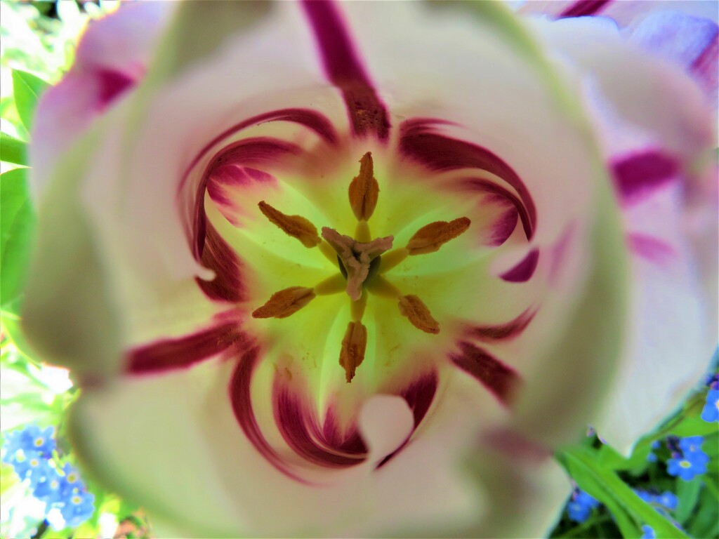 Always intriguing looking inside a tulip flower! by anitaw
