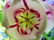 1st May 2023 - Always intriguing looking inside a tulip flower!