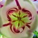 Always intriguing looking inside a tulip flower! by anitaw