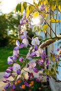1st May 2023 - Then the Wisteria came to flower