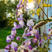 Then the Wisteria came to flower by catangus