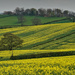Canola Fields  by phil_howcroft