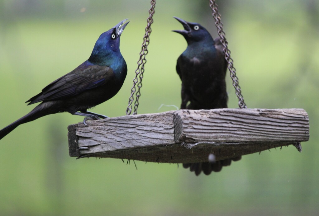 Apparently, even birds gossip! by essiesue