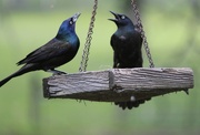 30th Apr 2023 - Apparently, even birds gossip!
