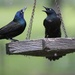 Apparently, even birds gossip! by essiesue