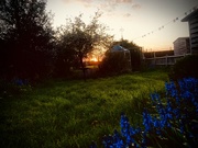 1st May 2023 - Sunset with bluebells 
