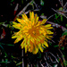 Artistic Dandelion by larrysphotos