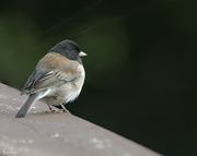1st May 2023 - Little Junco 