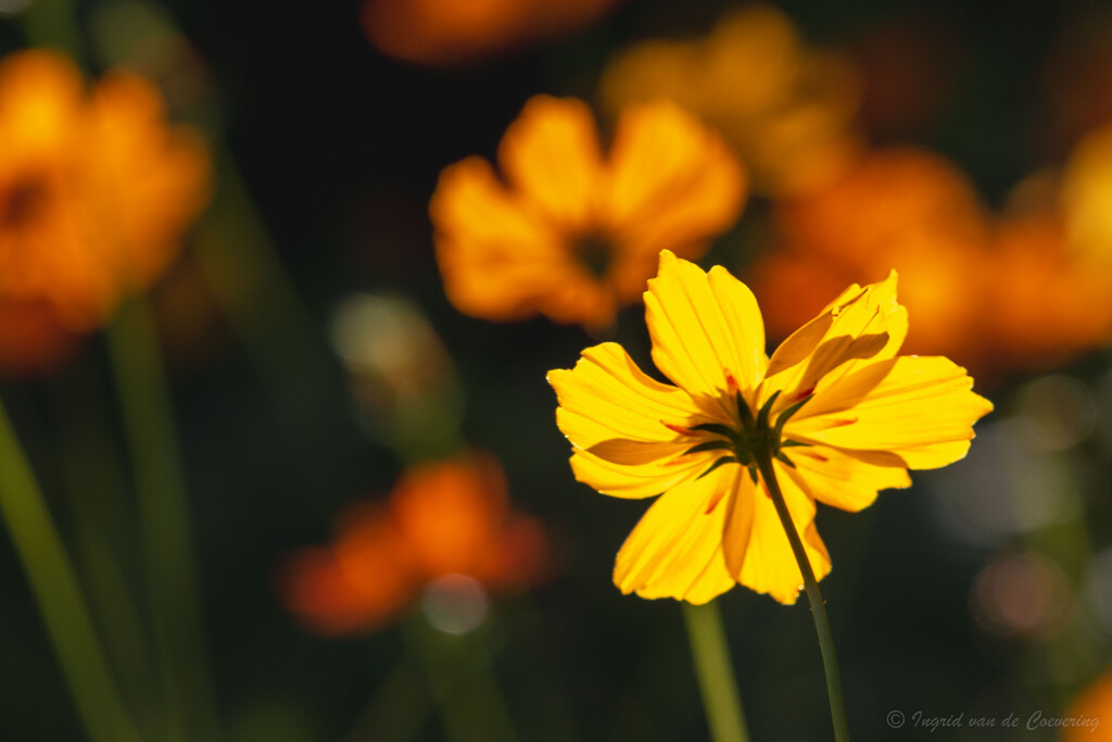 Wild flower in the sun by ingrid01
