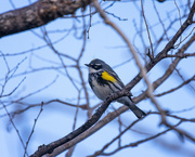 29th Apr 2023 - yellow rumped warbler