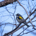 yellow rumped warbler by aecasey